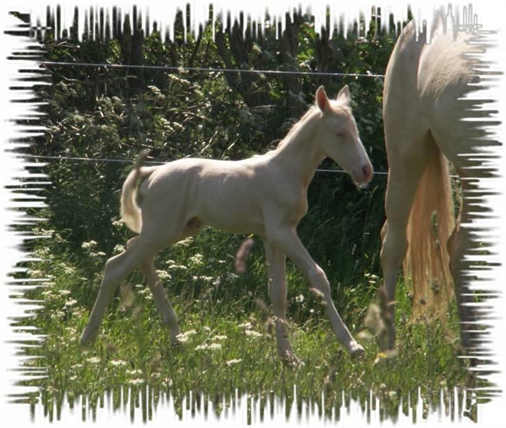 Palomino Mr. SnowFlake *SOLGT* billede 3