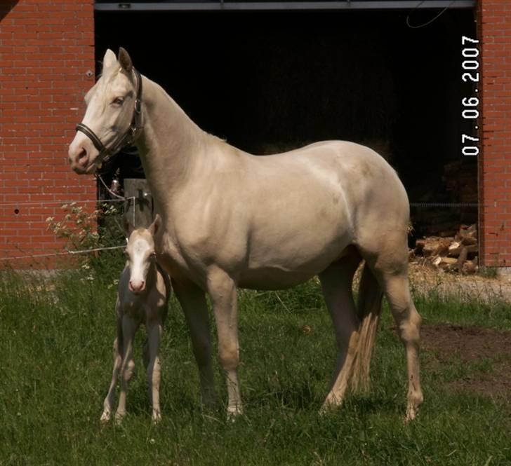 Palomino Mr. SnowFlake *SOLGT* billede 4