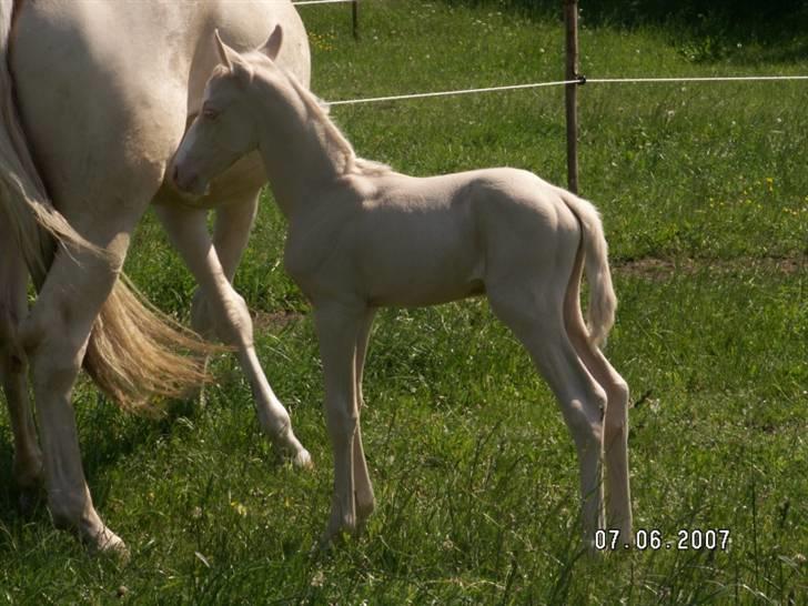 Palomino Mr. SnowFlake *SOLGT* billede 5