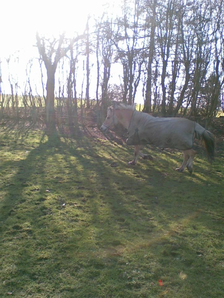 Fjordhest Lotte - Lotte tager sig lige al galobtur rundt på marken billede 8