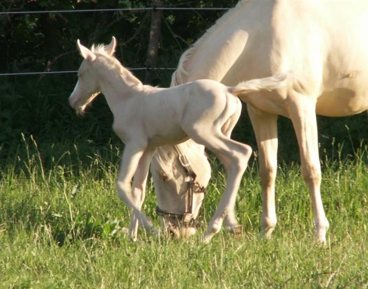 Palomino Mr. SnowFlake *SOLGT* billede 6