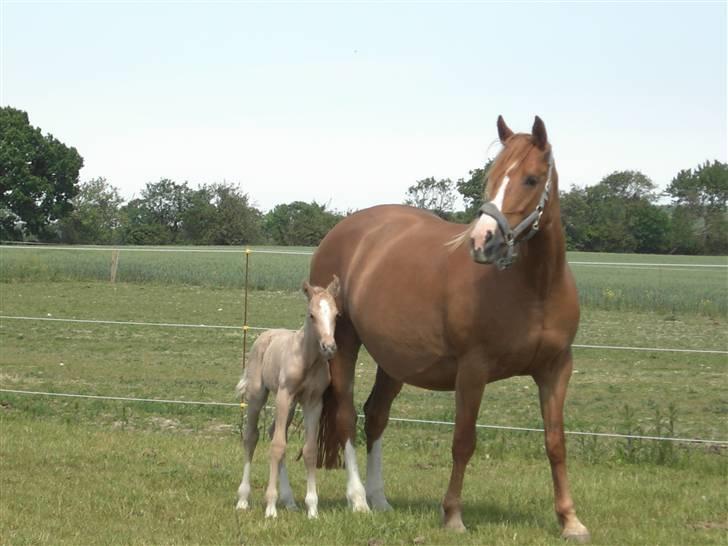 Palomino Brattensborgs BaileySOLGT billede 1