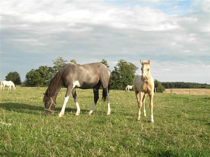 Palomino Brattensborgs BaileySOLGT billede 2