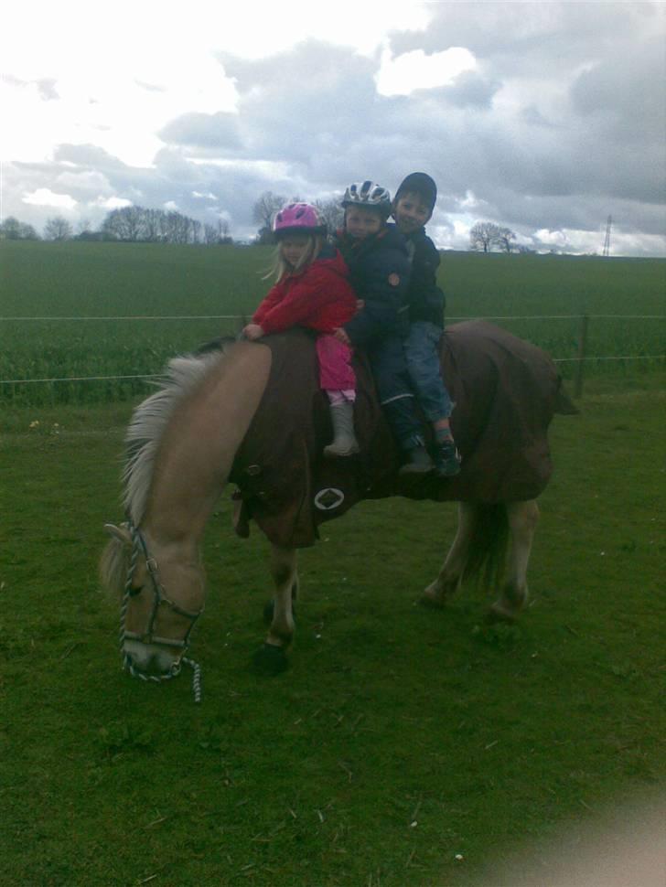 Fjordhest Lotte - Lotte med 3 små børn på ryggen billede 9