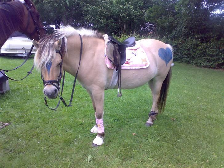 Fjordhest Lotte - Lotte, på vej ud at ride, billede 10