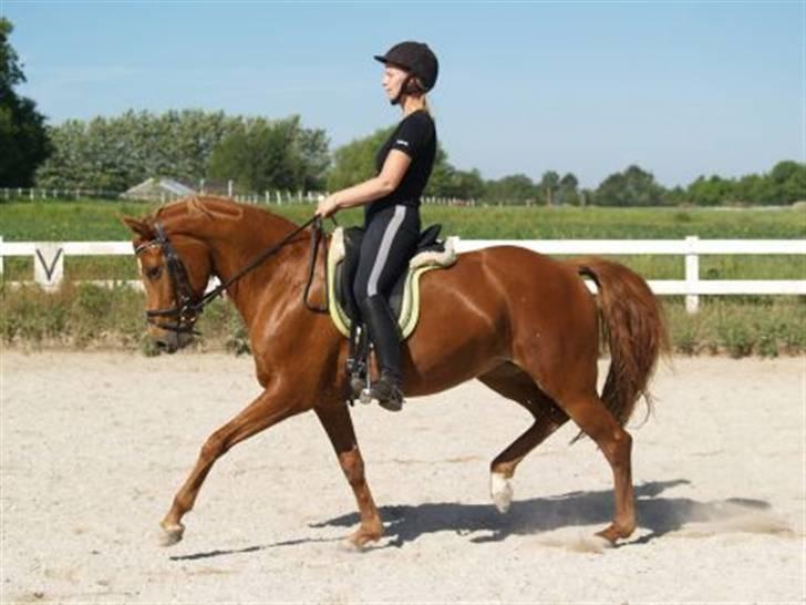 Anden særlig race Foxy Little Lady - Foxy juni 2008 - billedet er taget af julis.dk billede 3