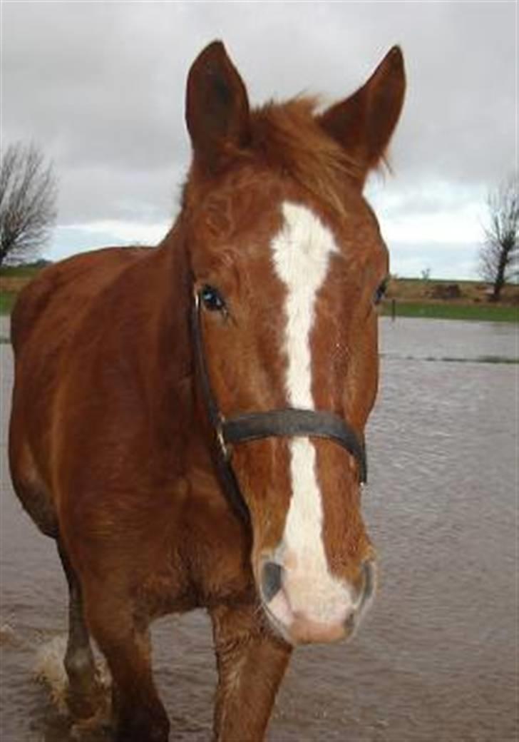 Frederiksborg B.C. Sedna af Nordmarken - sø hesten sedna billede 19