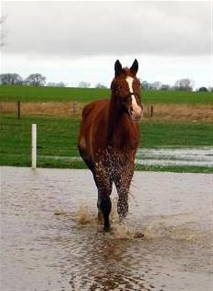 Frederiksborg B.C. Sedna af Nordmarken - lige et til af SØhesten billede 20