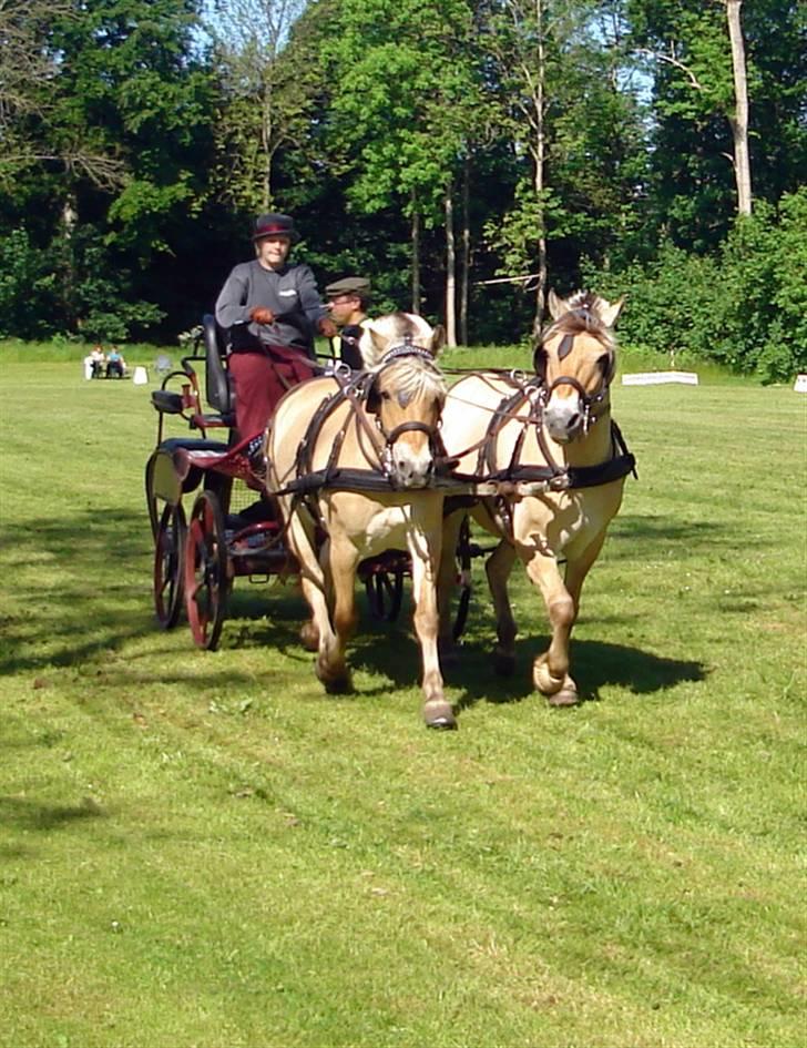 Fjordhest Buster - Træningsstævne - Dressur billede 16