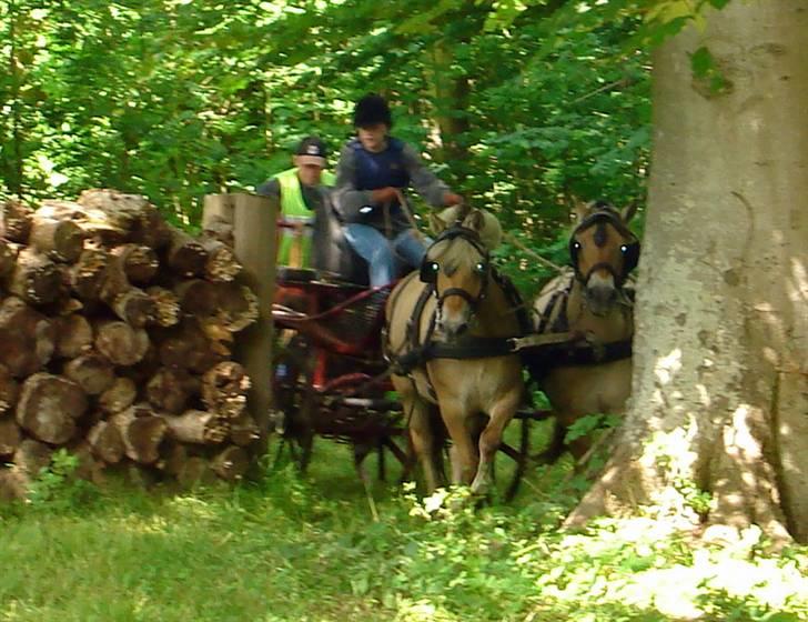 Fjordhest Buster - Træningsstævne - Marton billede 17