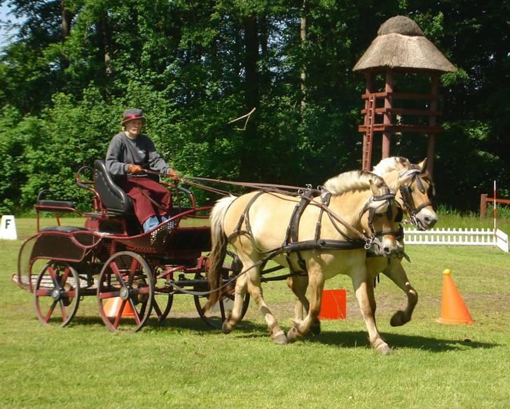 Fjordhest Buster - Træningsstævne - Keglekørsel billede 18