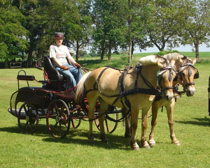 Fjordhest Buster - Træningsstævne - Blev nr 3 jubii billede 19