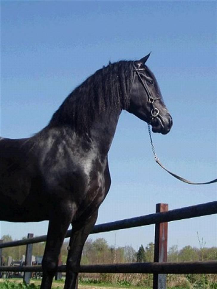 Frieser Karolyne J billede 4