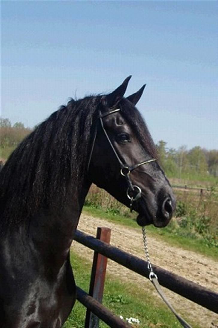 Frieser Karolyne J billede 5