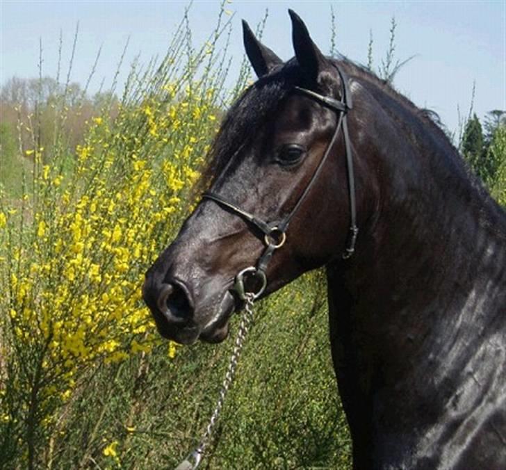 Frieser Karolyne J billede 6