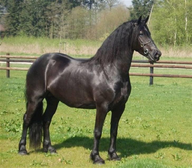 Frieser Karolyne J billede 7