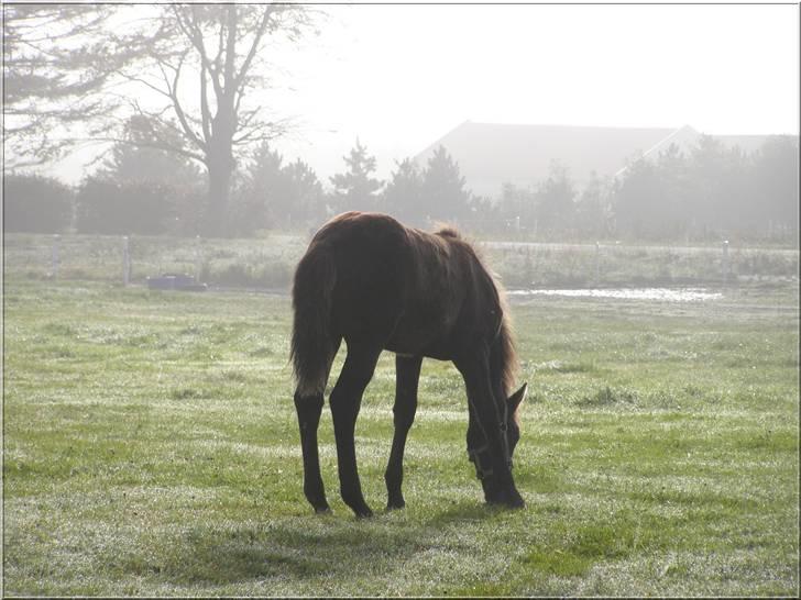 Knabstrupper *Holbæks Shiloh* Solgt * - 2/10 07 billede 22
