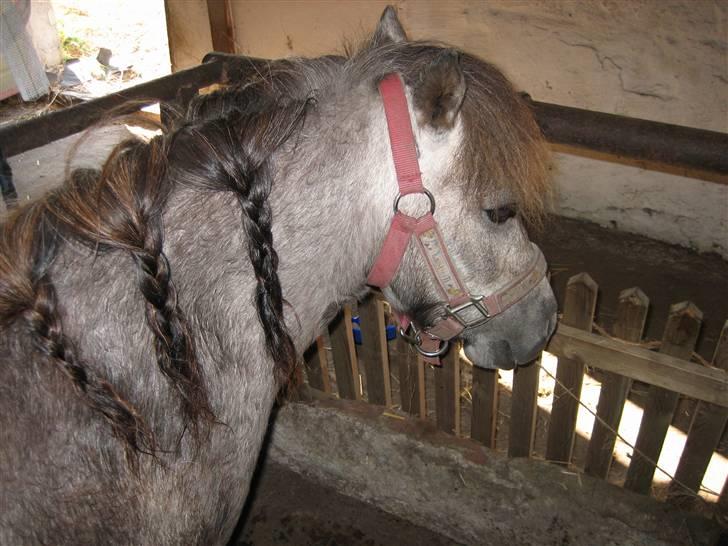 Shetlænder Hollyday (solgt) - Hollyday stævne klar :) er han ikke fin [fotograf :min vennide asta] billede 11
