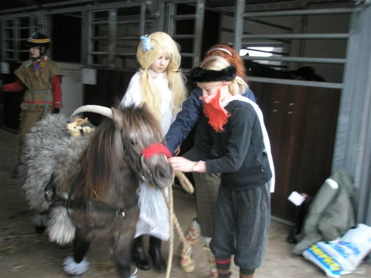 Shetlænder Hollyday (solgt) - hollyday til fasterlavn hollyday er en sød ged og mig og line er guder:) [fotograt min bedstefar] billede 12