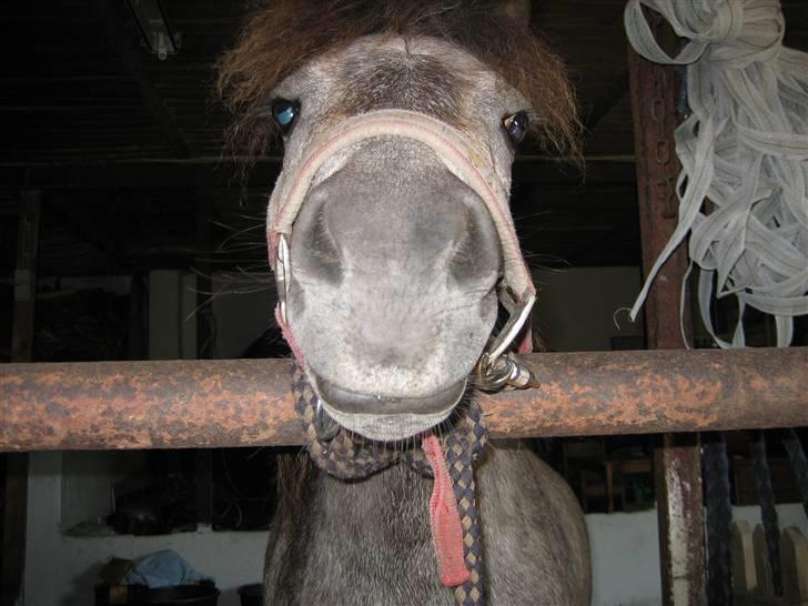 Shetlænder Hollyday (solgt) - hej er jeg ikke flot nede fra hehe [fotograf min vennide asta] billede 13