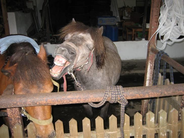 Shetlænder Hollyday (solgt) - åhh jeg er træt er du ikke også kasper ?[fotograf min vennide asta] billede 14