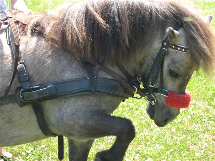 Shetlænder Hollyday (solgt) - se er jeg ikke god til at gå spanskeskrid [fotograf min vennide asta] billede 15