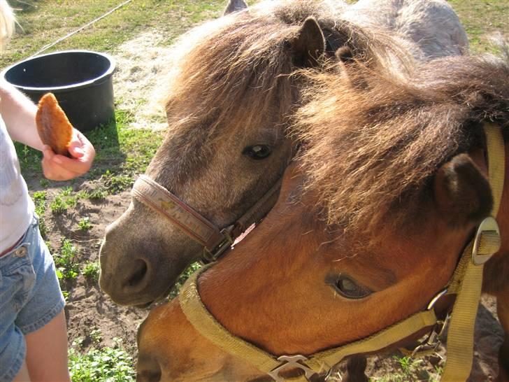 Shetlænder Hollyday (solgt) - uhh mad mig først kasper :o [fotograf min vennide asta] billede 17