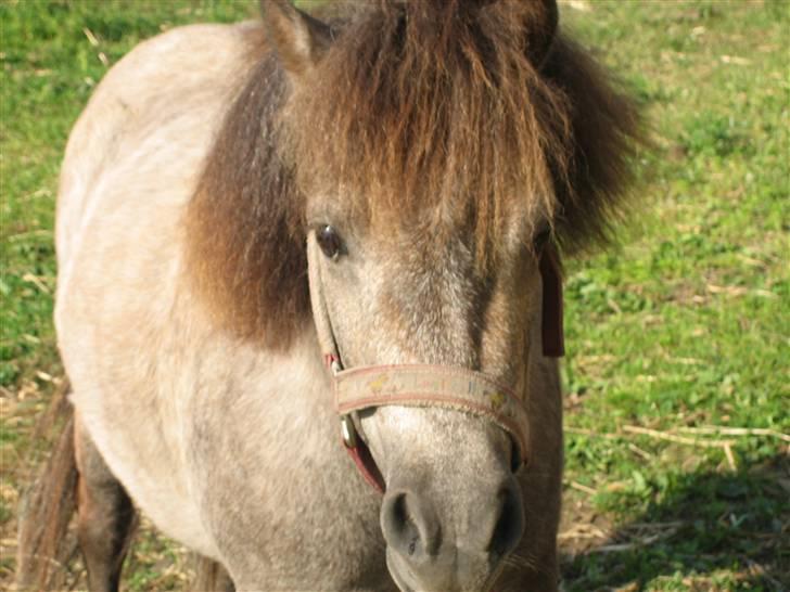 Shetlænder Hollyday (solgt) - et nærbillede af mig der var i nok heldige :) [fotograf janne min ejer] billede 18