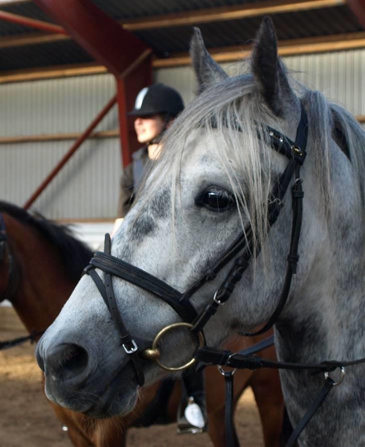 Anden særlig race Tonka  (solgt) - haløjsa med jer :7 billede 2