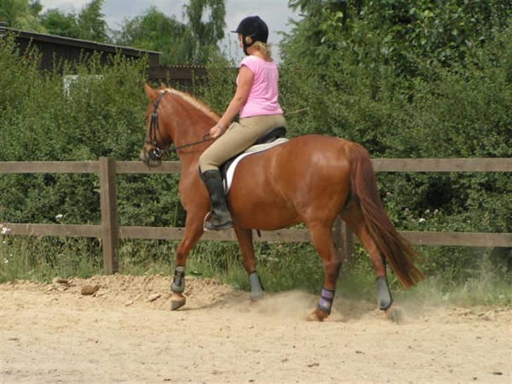 Anden særlig race Cassiopeia : Gammel part  - En af de første gange jeg red hende ;) [Fotograf: Kimmie] billede 2