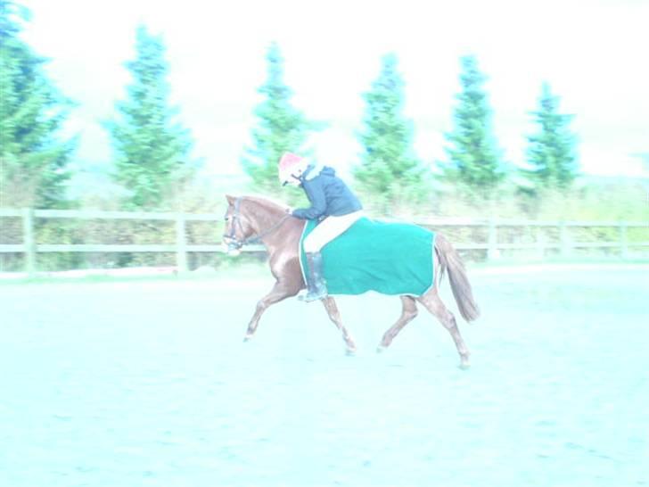 Anden særlig race Cassiopeia : Gammel part  - Kig ik på mig , sys bare hun træder godt ind under sig :D Super sjove farver der er på os ;) [Fotograf: Michelle] billede 3