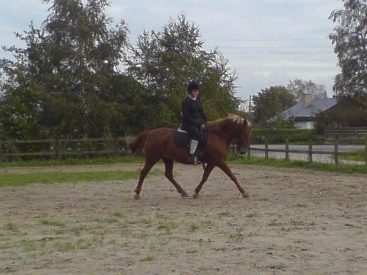 Anden særlig race Cassiopeia : Gammel part  - Sundberg min :D Hun samler sig fint , undskyld den dårlige kvalitet :s [Fotograf: Mig] billede 6