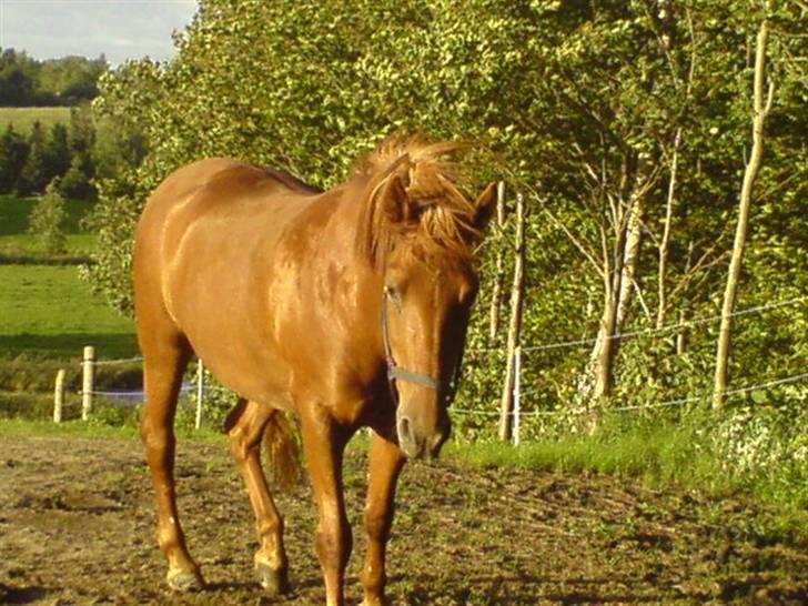 Anden særlig race Cassiopeia : Gammel part  - Min elskede ! [Fotograf: Mig] billede 7