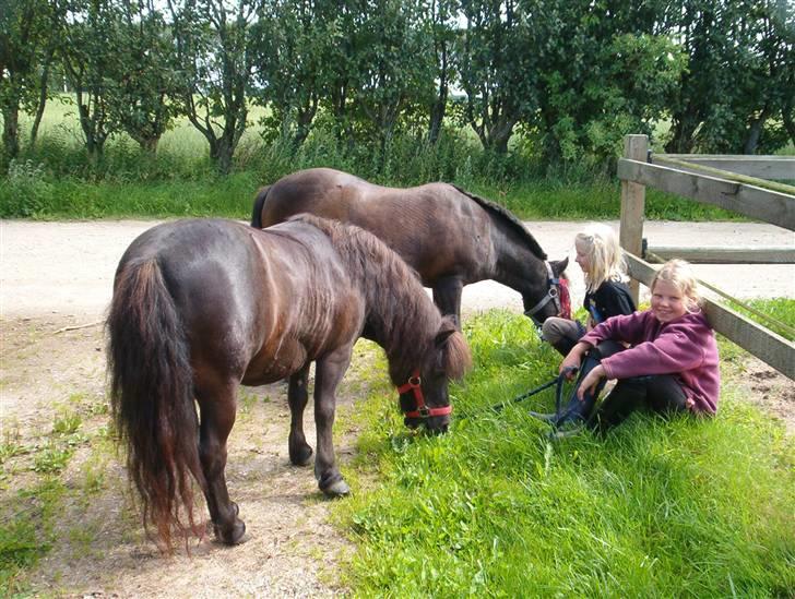 Shetlænder Josefine (død) - lidt hygge sammen uden for :)(:  [fotograf min mor] billede 4