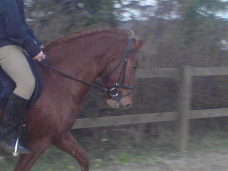 Anden særlig race Cassiopeia : Gammel part  - Hendes skønne hovede :D:D:D [Fotograf: Amalie] billede 17