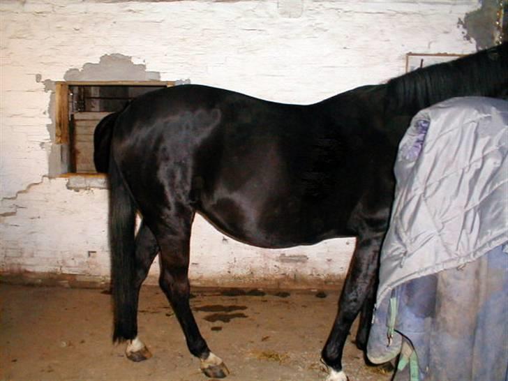 Traver Tenna Will*død 22/10-09* - Tenna 9 januar 2009, man er vist ikke i tvivl om at hun er drægtig vel??? billede 9