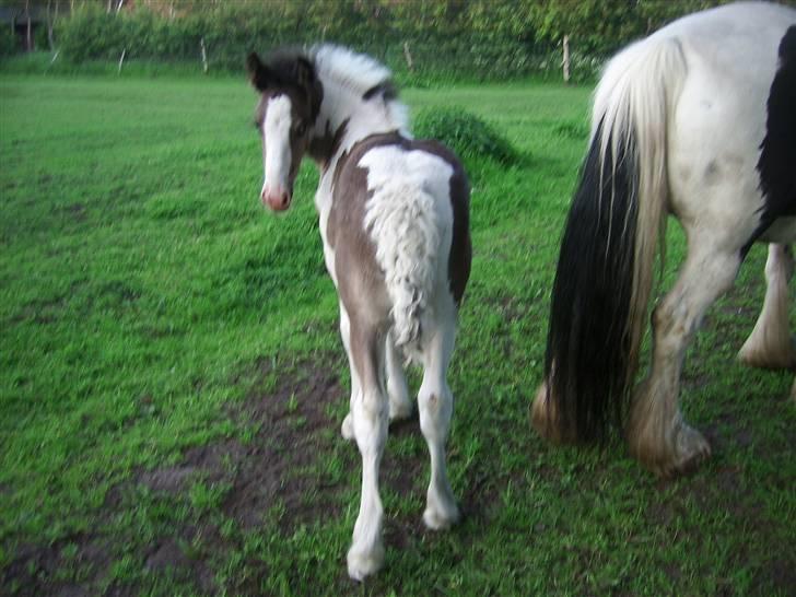 Tinker Engmann´s Chanti Chanel billede 14