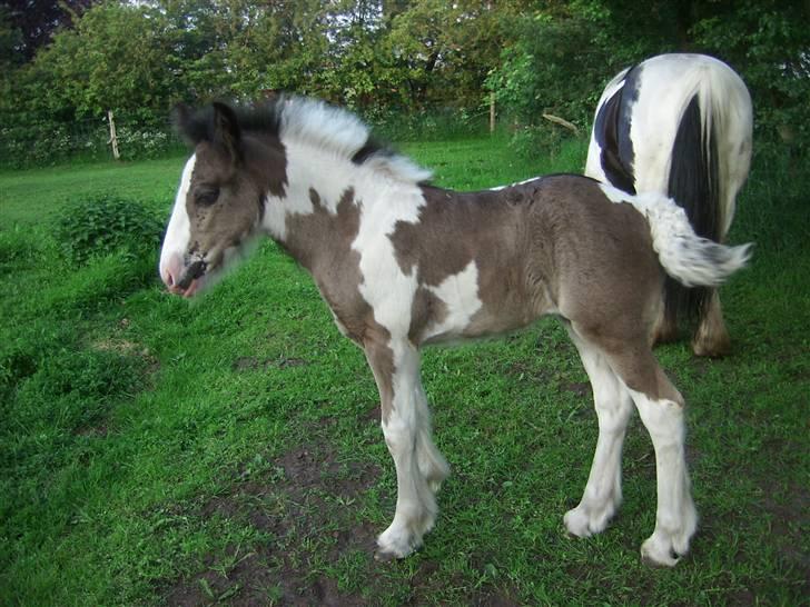 Tinker Engmann´s Chanti Chanel billede 15