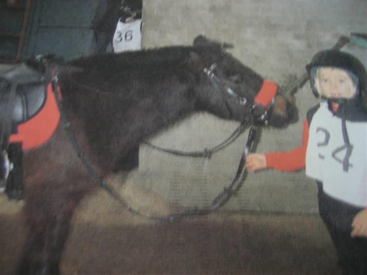 Shetlænder Josefine (død) - nu er jeg klar til at ride stævne hehe :P[fotograf min mor] billede 8