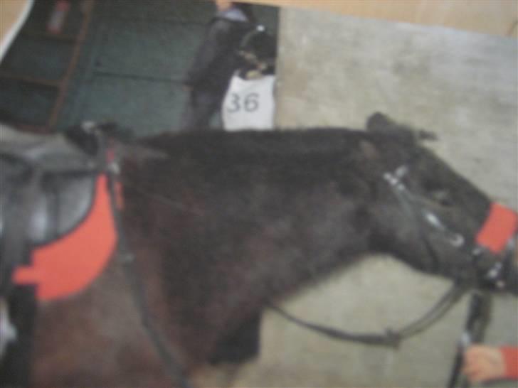 Shetlænder Josefine (død) - her ser i mig er jeg ikke sød :) [fotograf min mor] billede 9