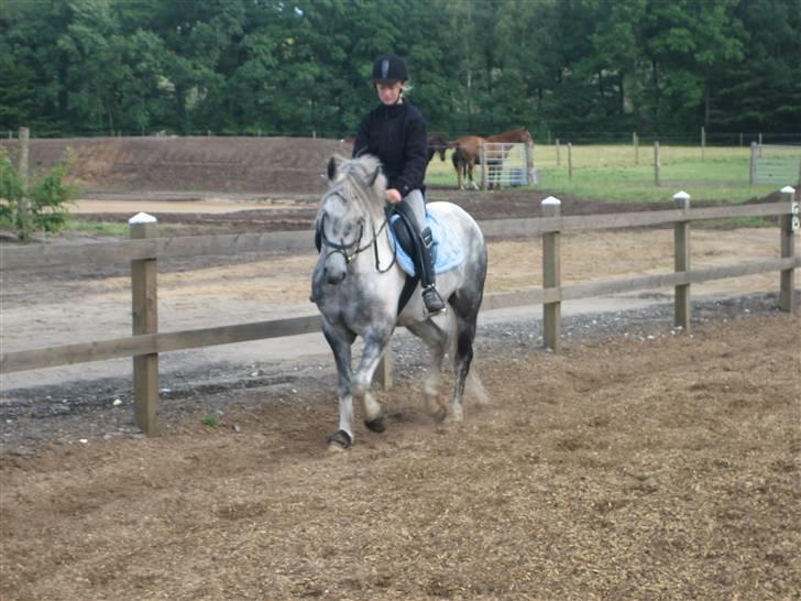 Anden særlig race Tonka  (solgt) - dressur træning billede 9