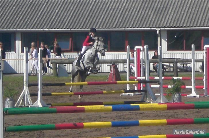 Anden særlig race Tonka  (solgt) - til stævne ;p billede 10