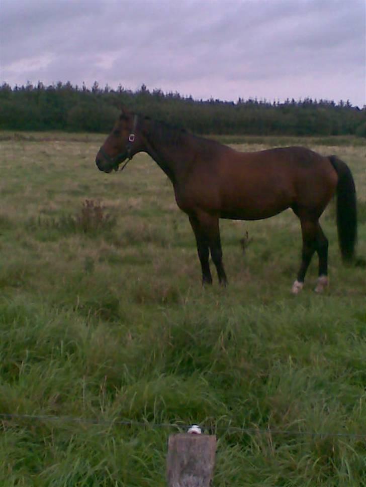 Traver Mille<3 solgt - igen da jeg så til hende (: <3 billede 12