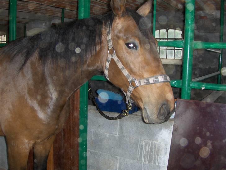 Traver Mille<3 solgt - på stalgang <3 billede 13