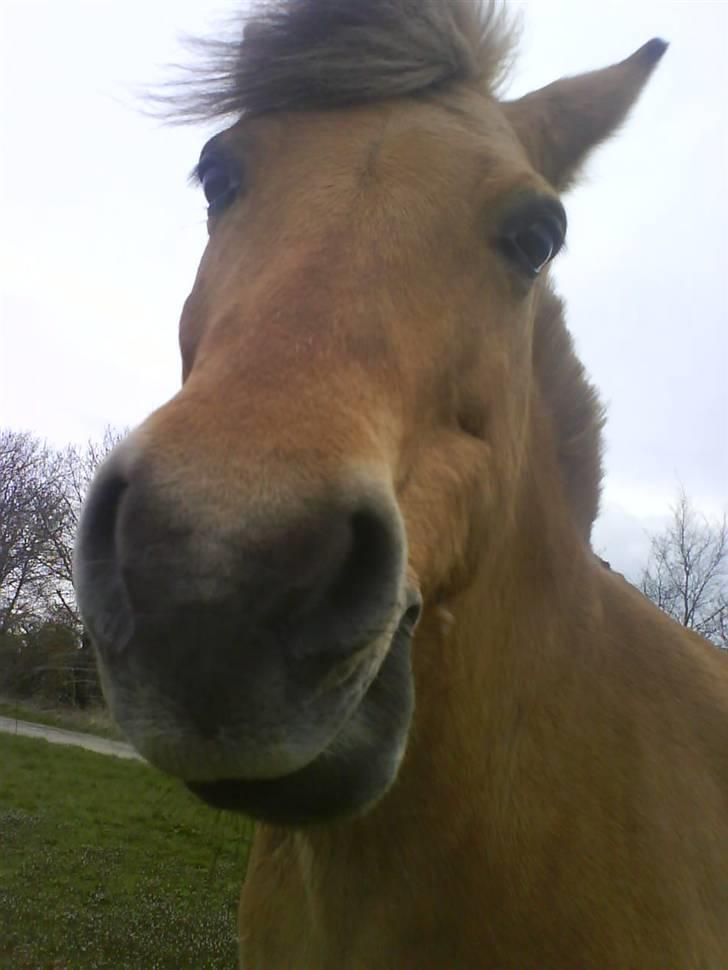 Anden særlig race Lucas<3 Solgt :(! - 1:elsker det billed billede 1