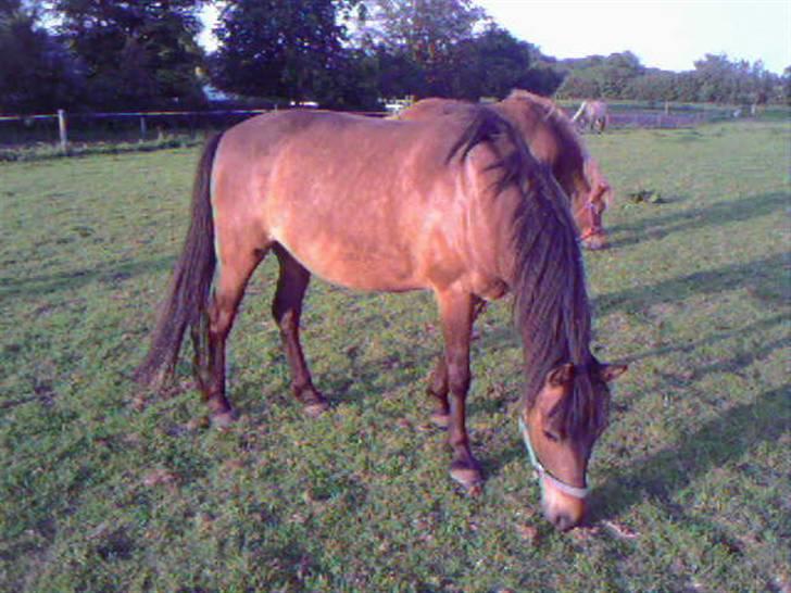 Anden særlig race Jaco * i miss you dear * billede 12