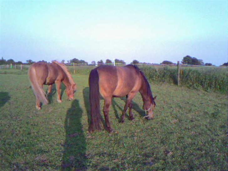 Anden særlig race Jaco * i miss you dear * billede 13