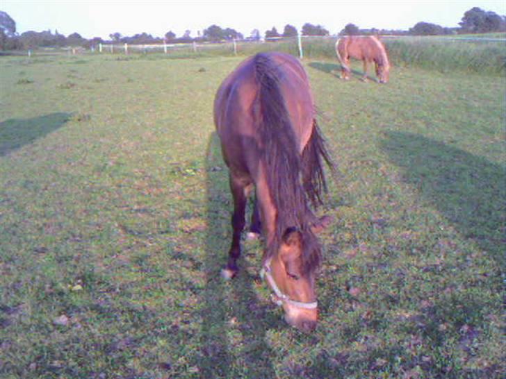 Anden særlig race Jaco * i miss you dear * billede 14