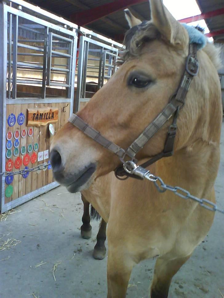 Anden særlig race Lucas<3 Solgt :(! - 4:lucas har krøller heh til støvne vi skulle til at hjem så pillede rosenknubben ud billede 4