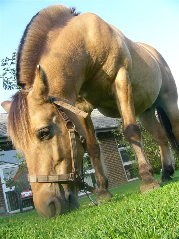 Anden særlig race Lucas<3 Solgt :(! - hehe  billede 5